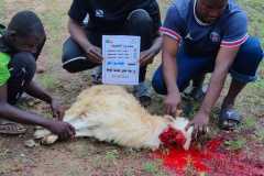 مشروع-العقيقة-في-بنين