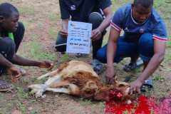 مشروع-العقيقة-في-بنين