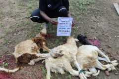 مشروع-العقيقة-في-بنين