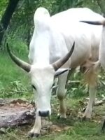 ⁦أضاحي توغو⁩ - الصورة ⁦7⁩